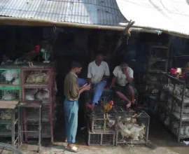 Men gather in a shop selling live chickens.