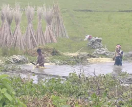 Jute being harvested outside of Kolkata.