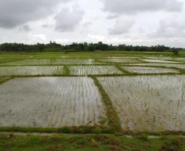 Rice fields outside of Kolkata.