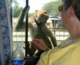 Monkeys are very used to people in India, and one here gets very close to Iowa teacher, Chris.