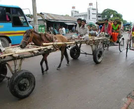 While modern transportation is widely used, horses are still used as transport in Bangladesh today.