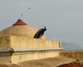 A peacock sits atop a palace.