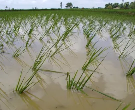 Rice being grown in the Indian countryside.