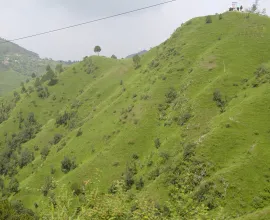 The lush, green mountains around Shimla.