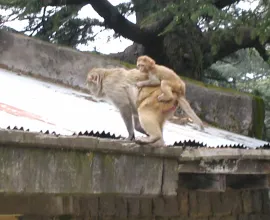 A mother monkey and her baby on the rooftops of Shimla.