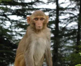 A curious monkey in Shimla.