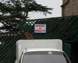 Monkeys are a commonplace in Shimla.