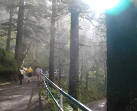 A forest trail in Shimla.