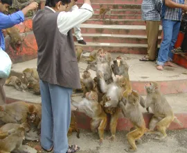 Men feed a large group of monkeys in the forest surrounding Shimla.