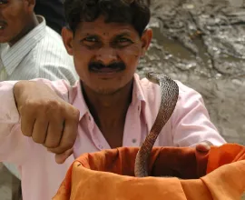 A man charms a snake as a form of street entertainment.